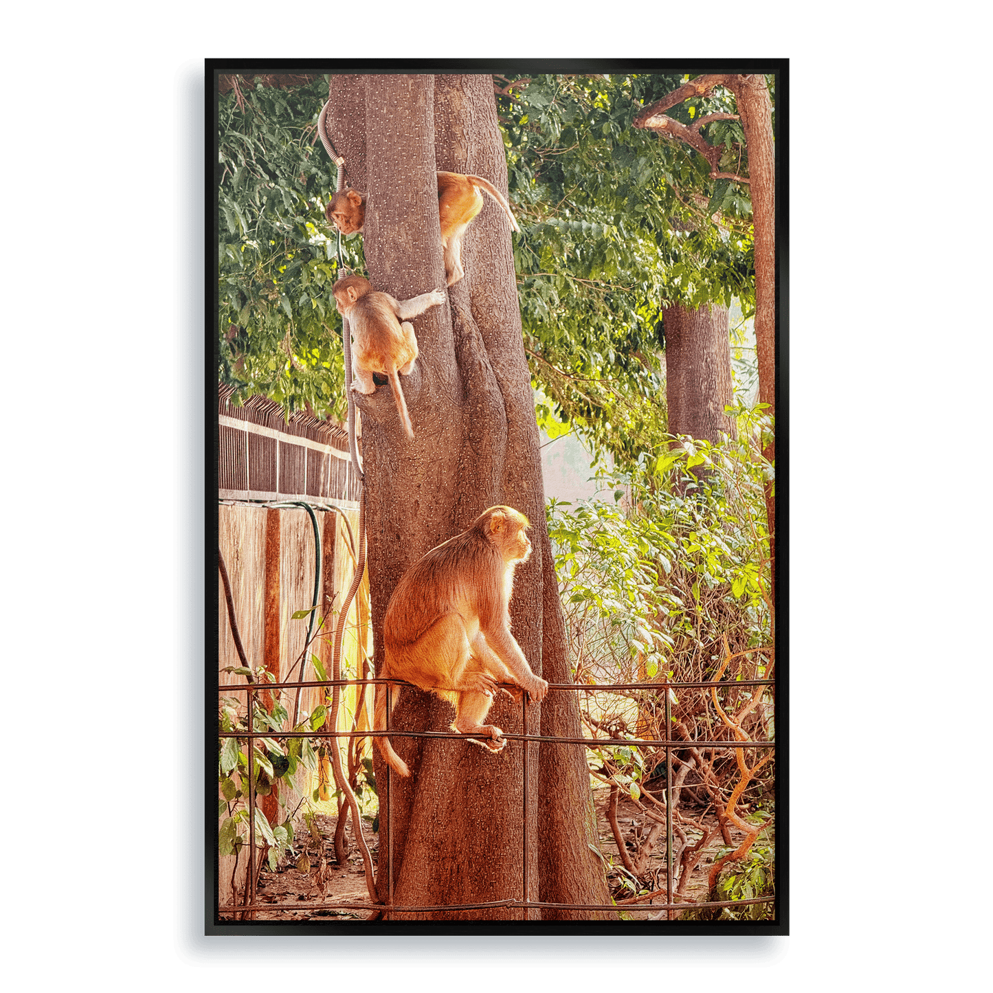 Oh, to Be a Monkey! - Fine Art Print in Floating Frame - THE WORLD by Mr Fun