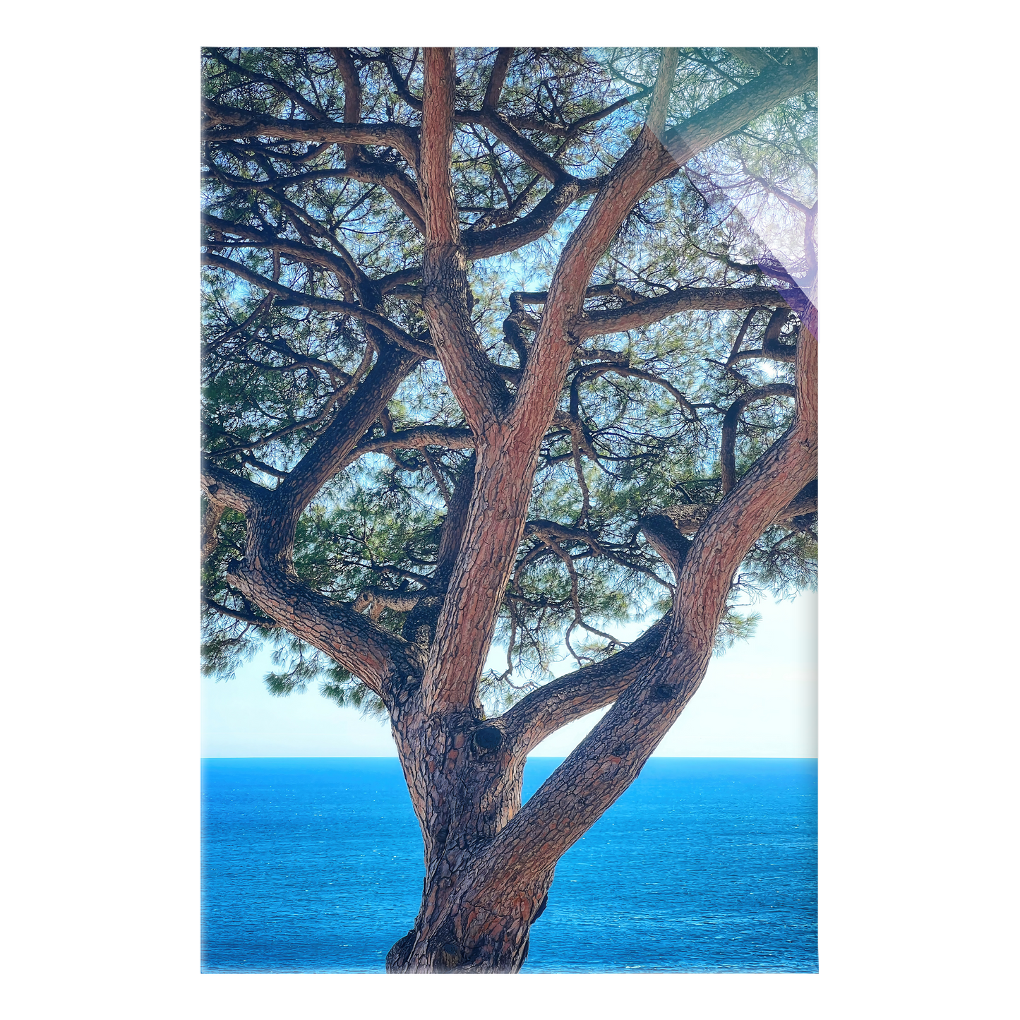 The Sentinel - Acrylic Print