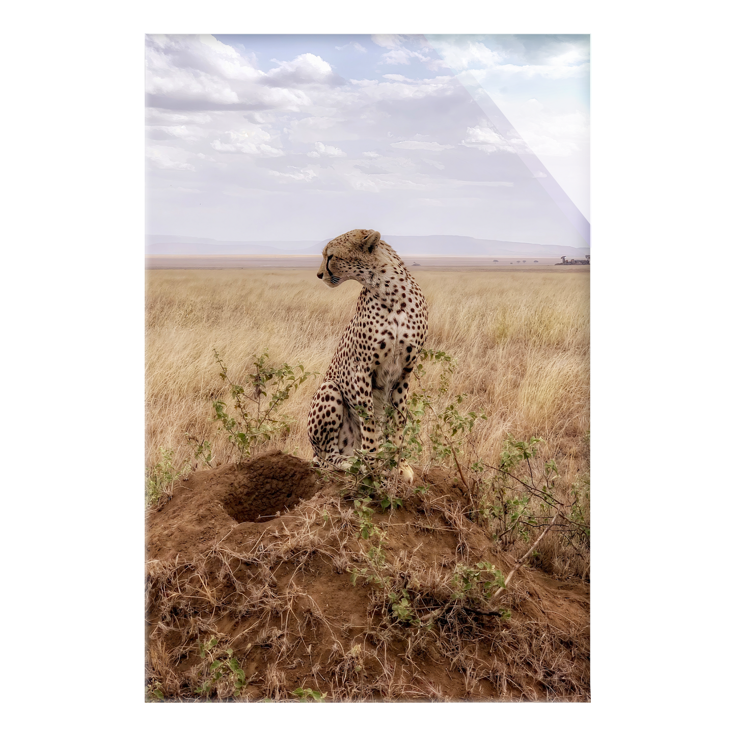 Cruel Suitor - Acrylic Print