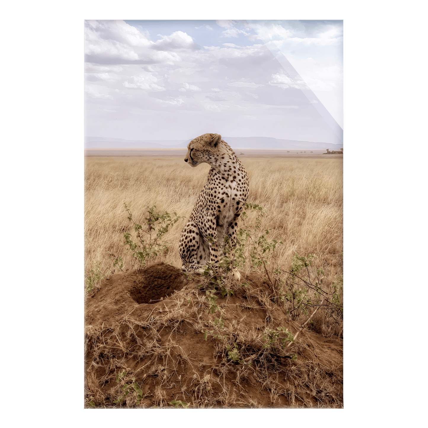 Cruel Suitor - Acrylic Print - THE WORLD by Mr Fun