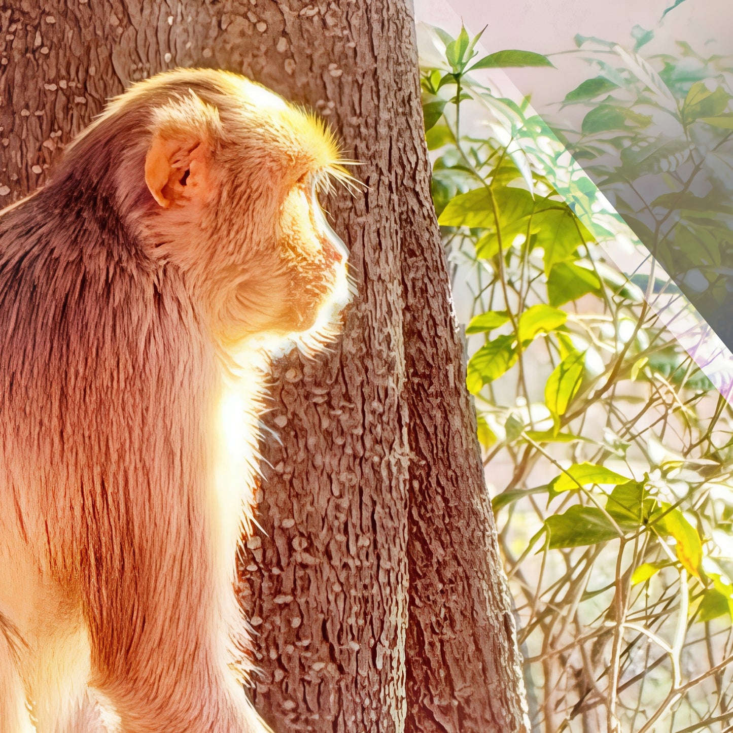Oh, to Be a Monkey! - Acrylic Print
