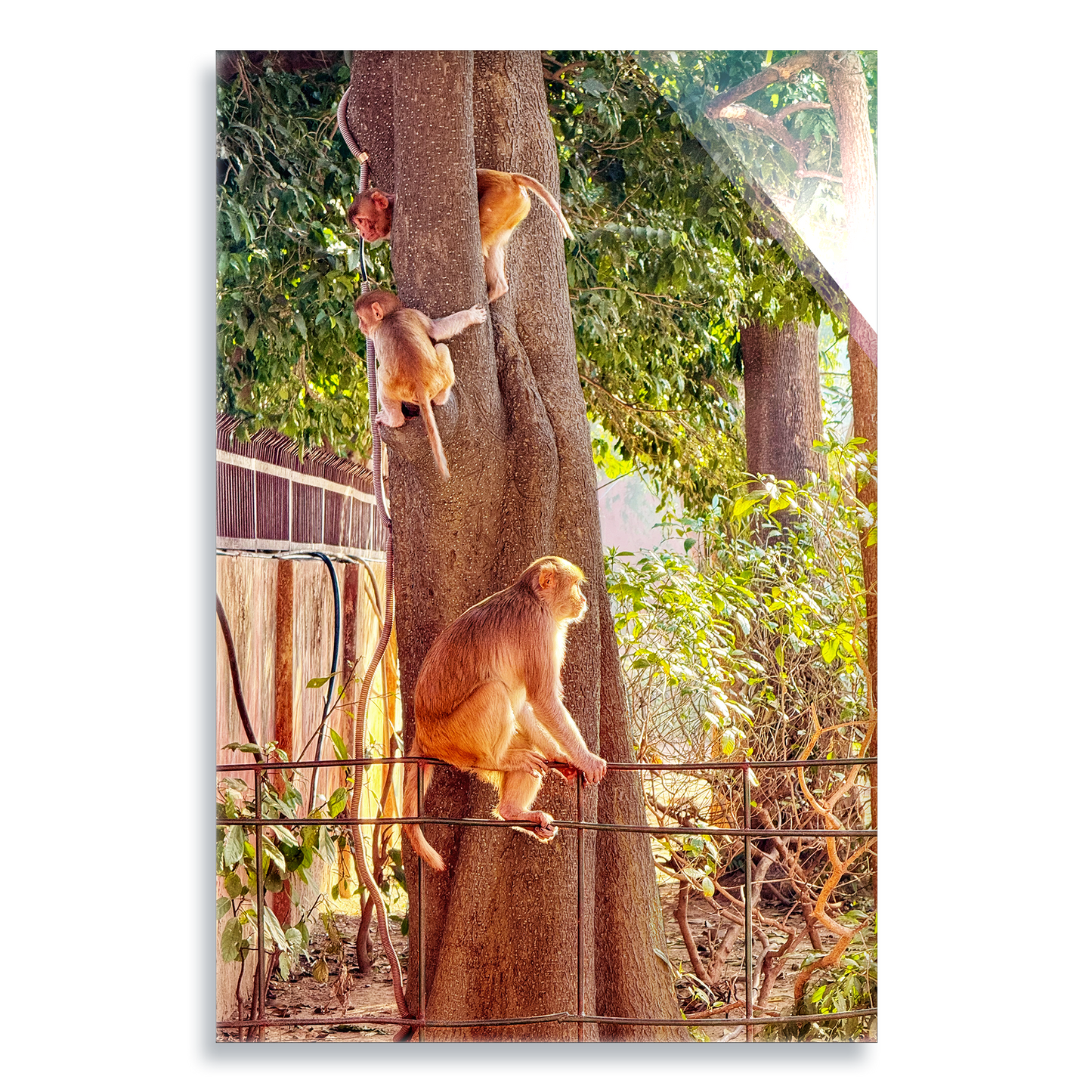 Oh, to Be a Monkey! - Acrylic Print