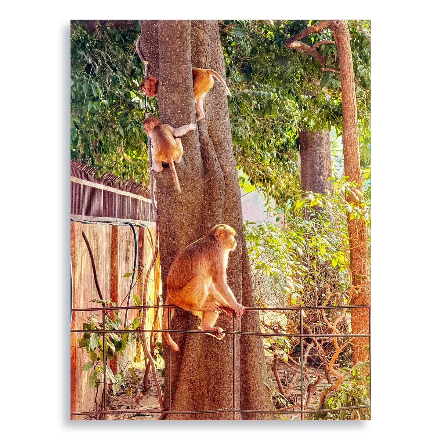 Oh, to Be a Monkey! - Aluminium Dibond Print