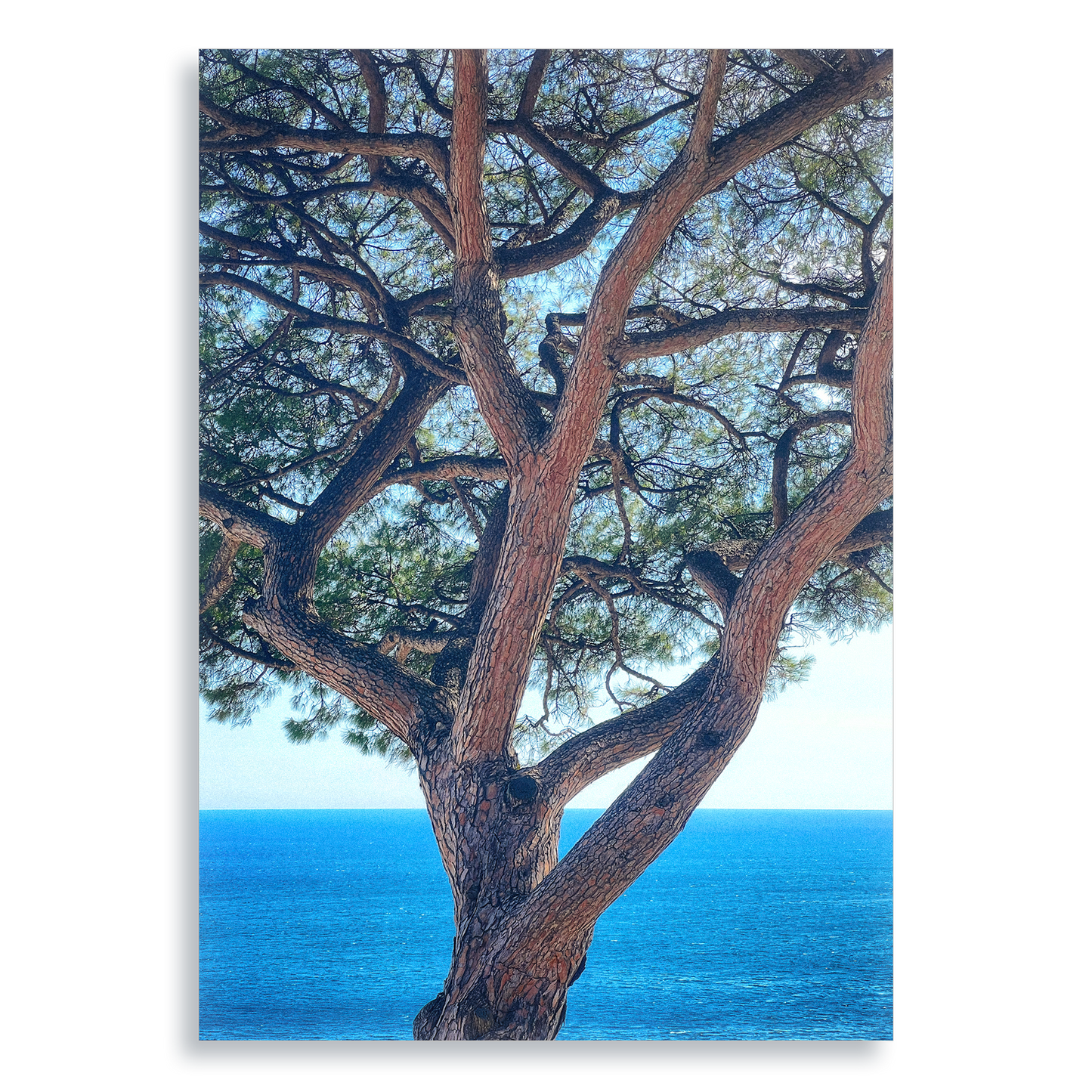 The Sentinel - Aluminium Dibond Print
