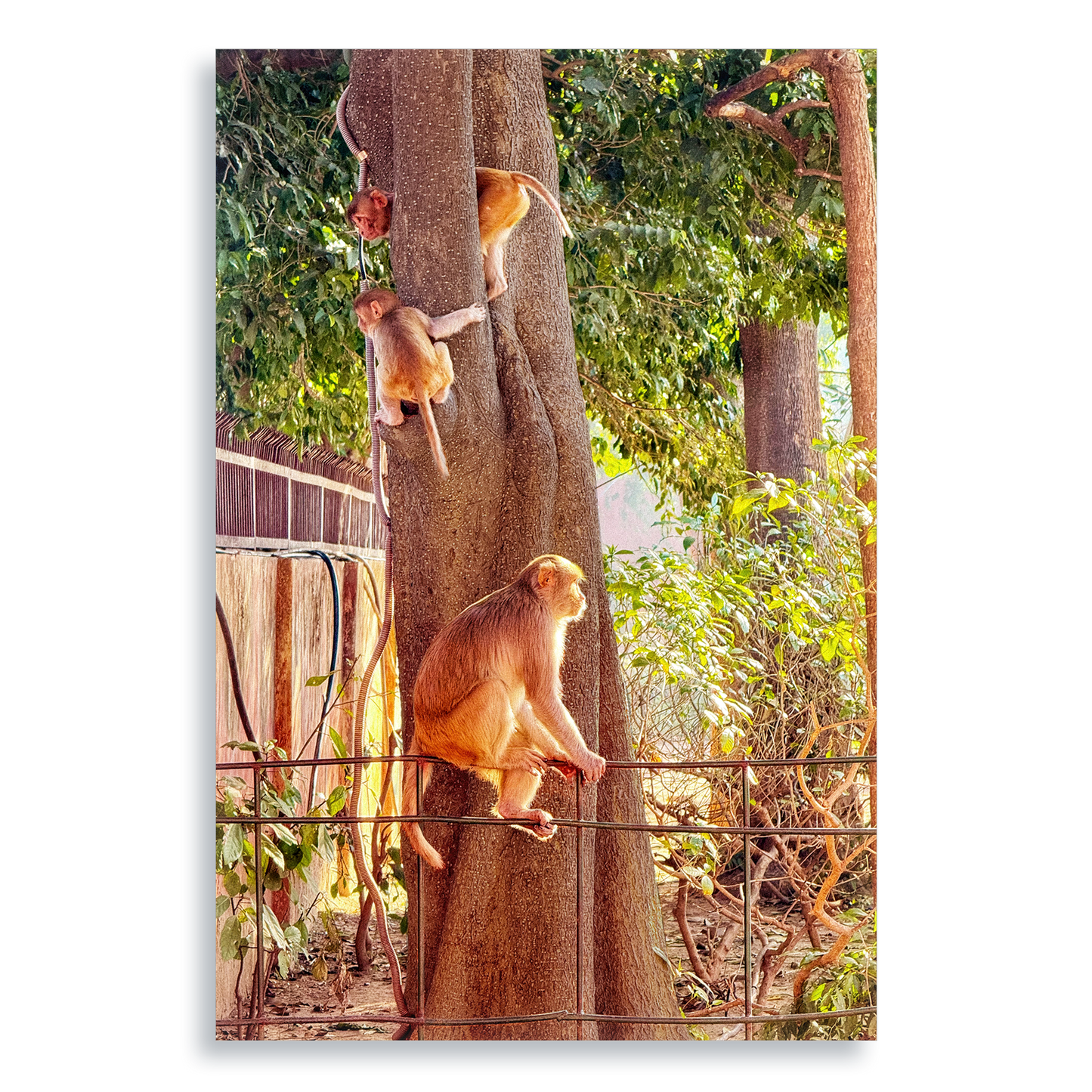 Oh, to Be a Monkey! - Aluminium Dibond Print