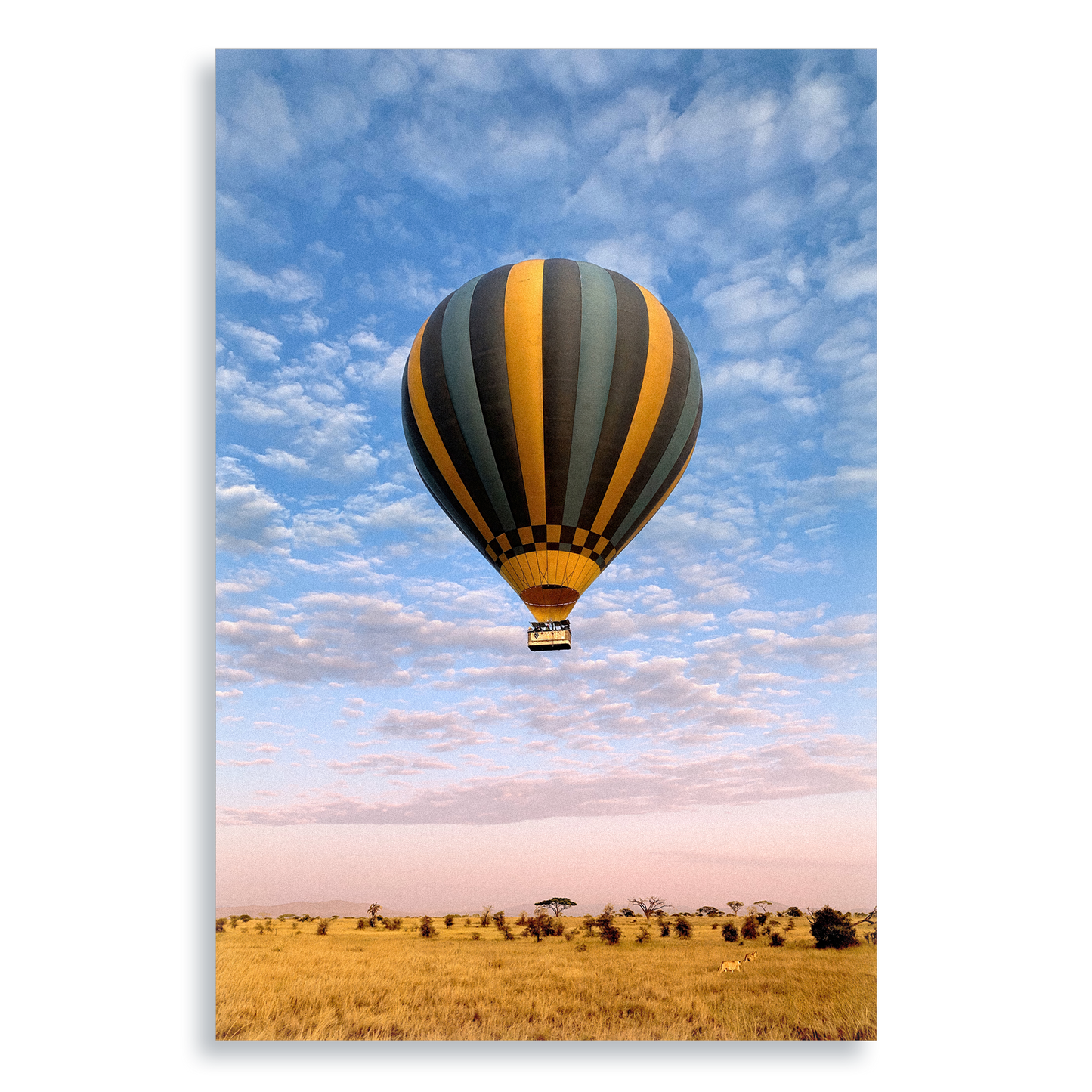 The Weightless and the Wild - Aluminium Dibond Print