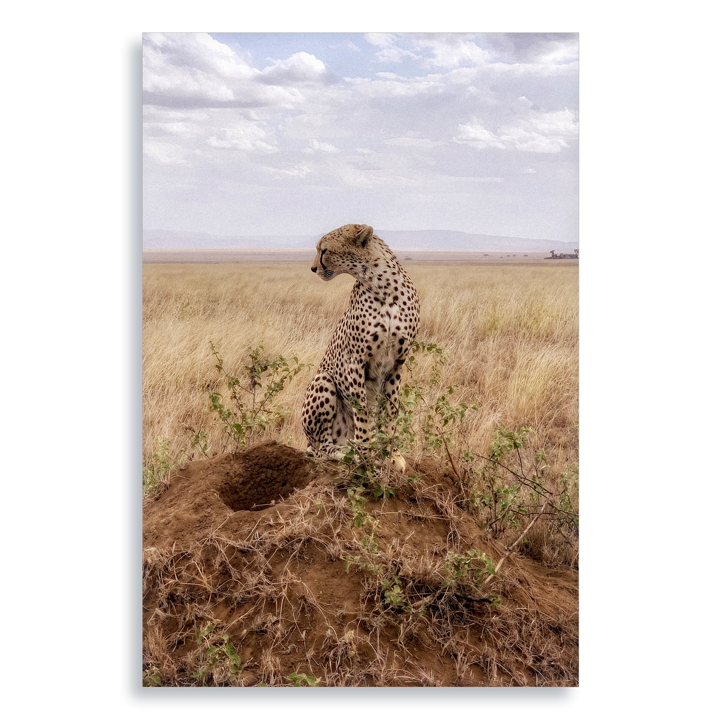 Cruel Suitor - Aluminium Dibond Print