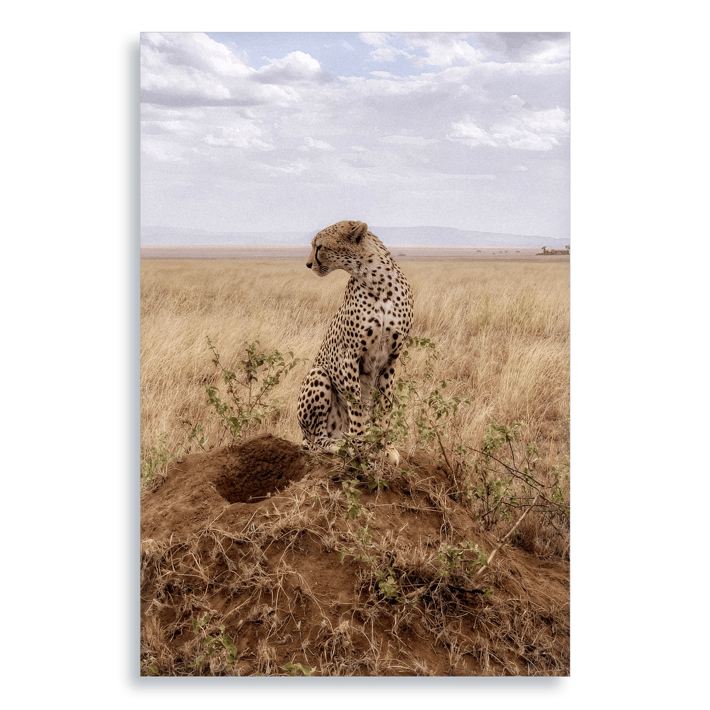 Cruel Suitor - Aluminium Dibond Print - THE WORLD by Mr Fun