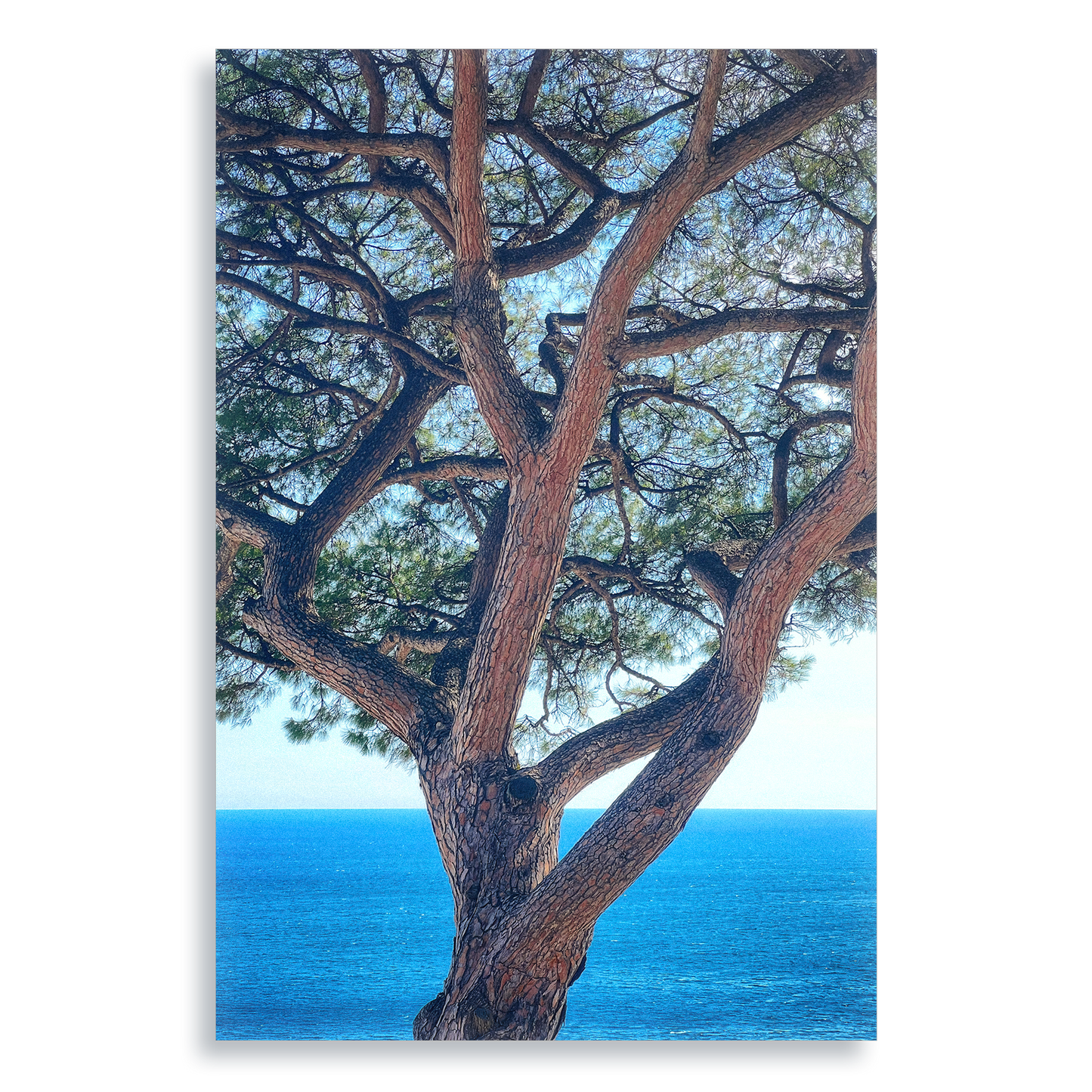 The Sentinel - Aluminium Dibond Print