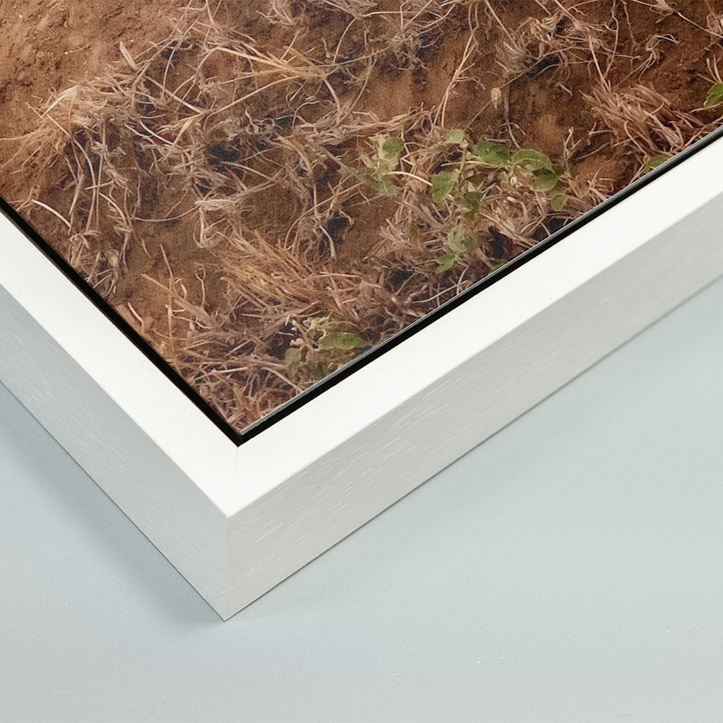 Cruel Suitor - Fine Art Print in Floating Frame