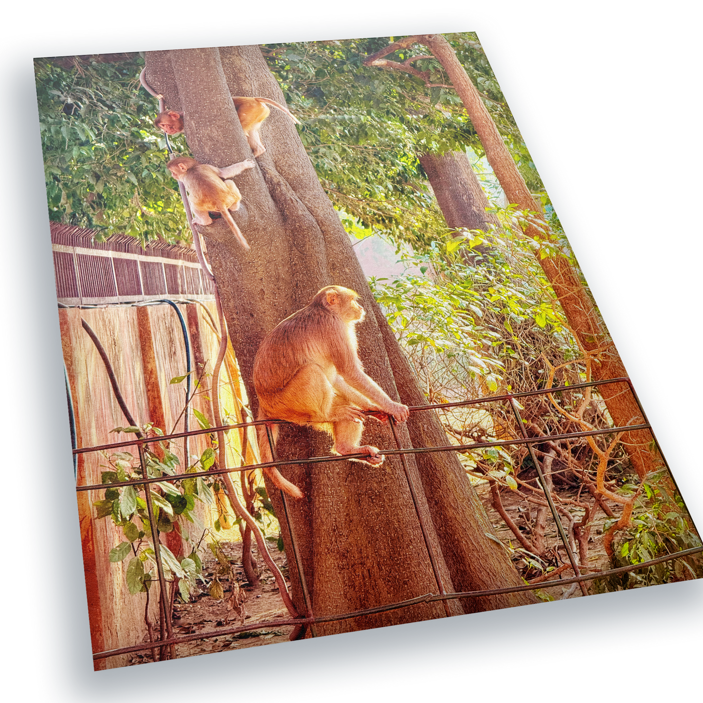 Oh, to Be a Monkey! - Fine Art Print