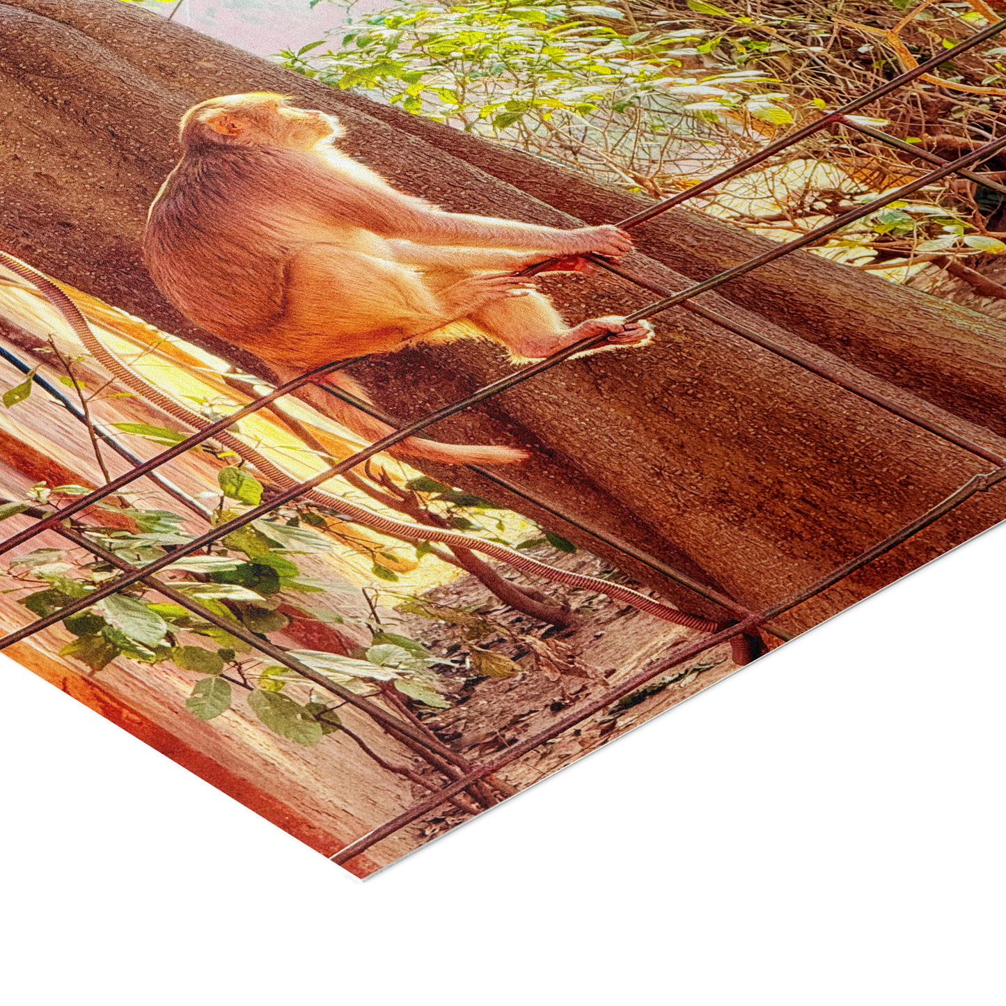 Oh, to Be a Monkey! - Fine Art Print