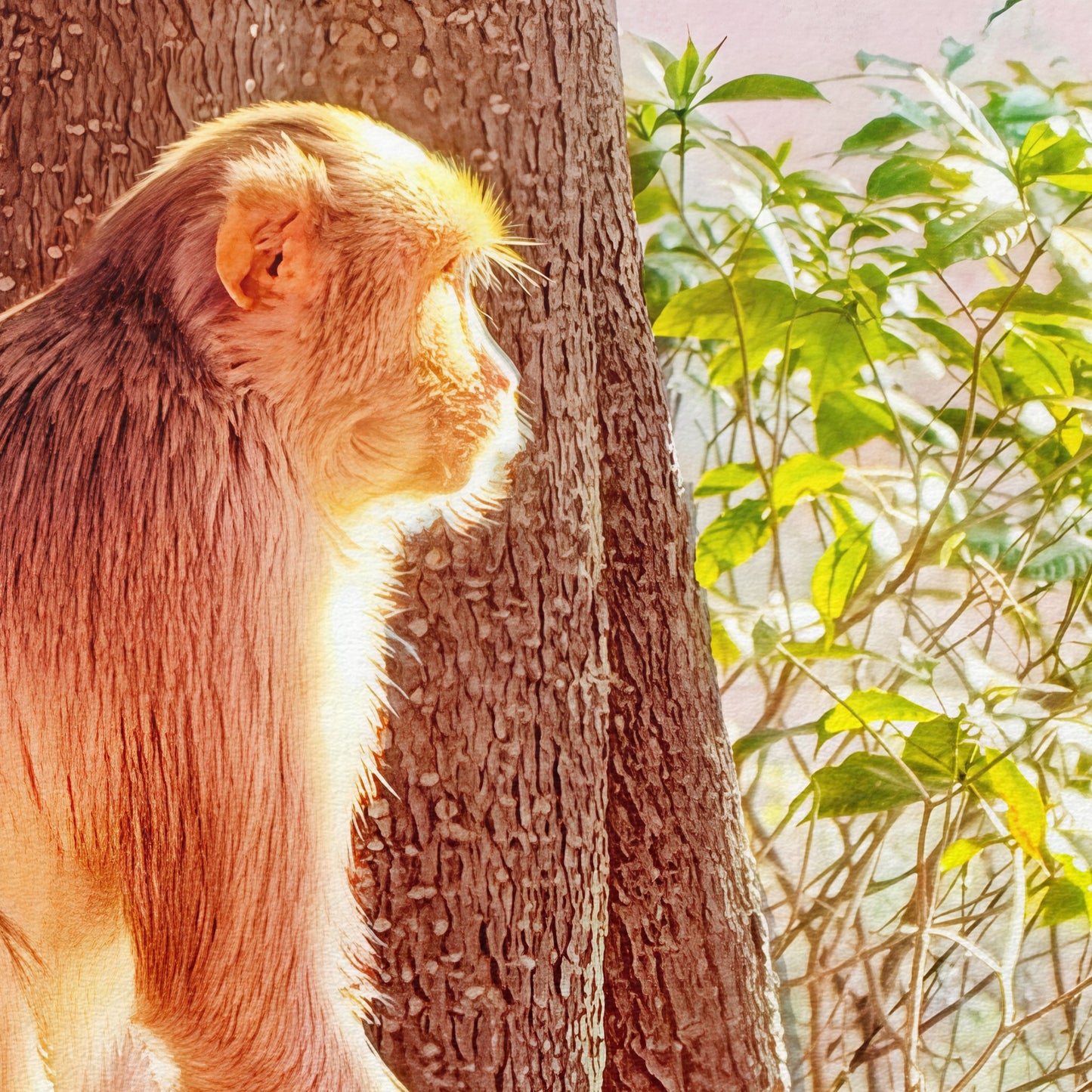 Oh, to Be a Monkey! - Fine Art Print