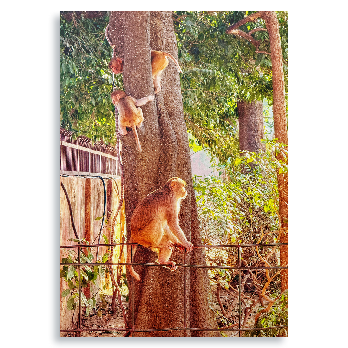 Oh, to Be a Monkey! - Fine Art Print