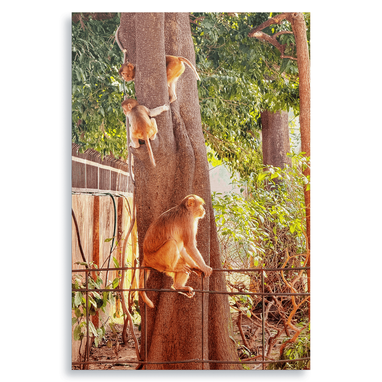 Oh, to Be a Monkey! - Fine Art Print - THE WORLD by Mr Fun