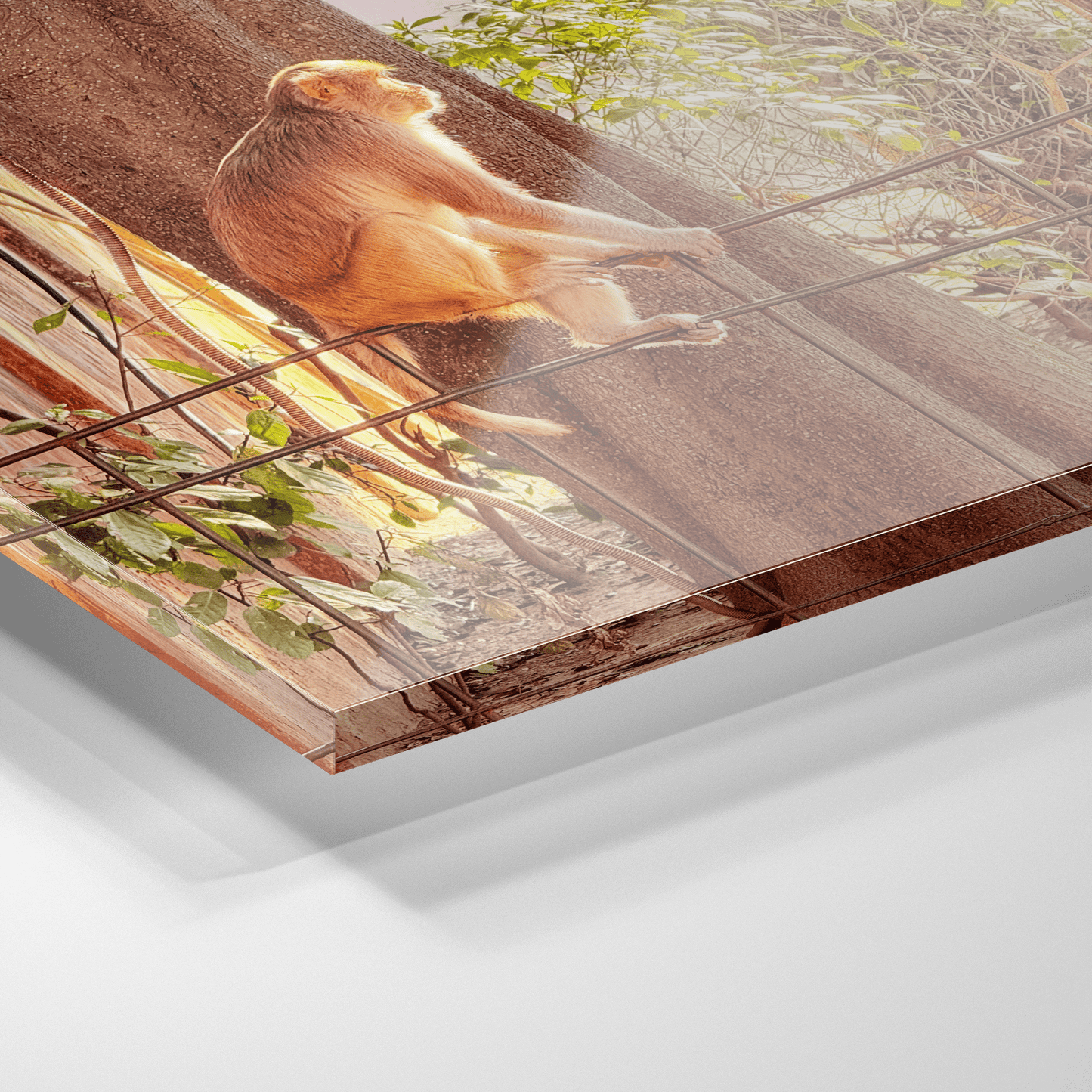 Oh, to Be a Monkey! - Acrylic Print - THE WORLD by Mr Fun