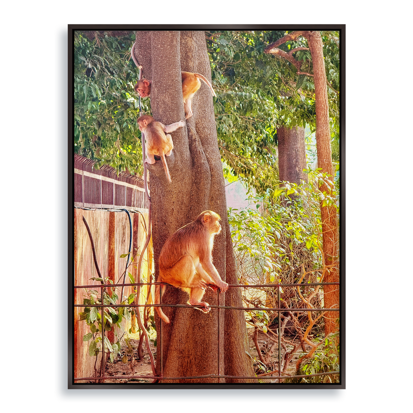 Oh, to Be a Monkey! - Fine Art Print in Floating Frame