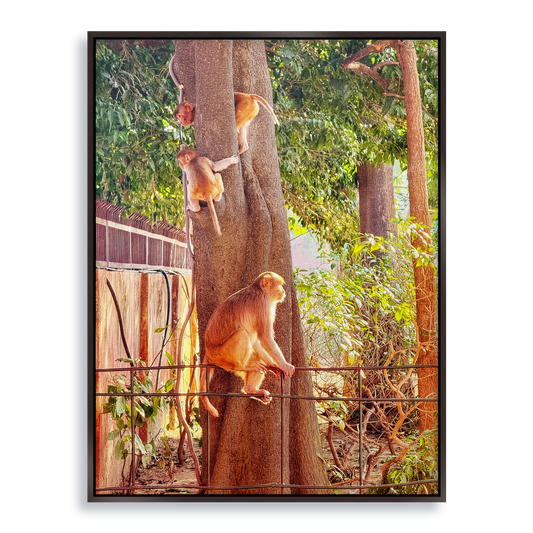 Oh, to Be a Monkey! - Fine Art Print in Floating Frame