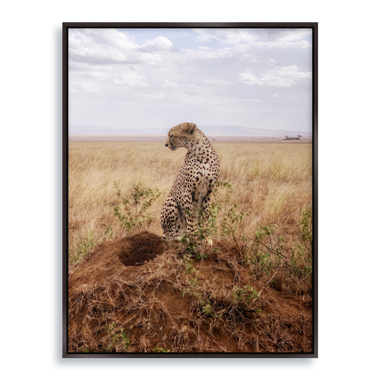 Cruel Suitor - Fine Art Print in Floating Frame