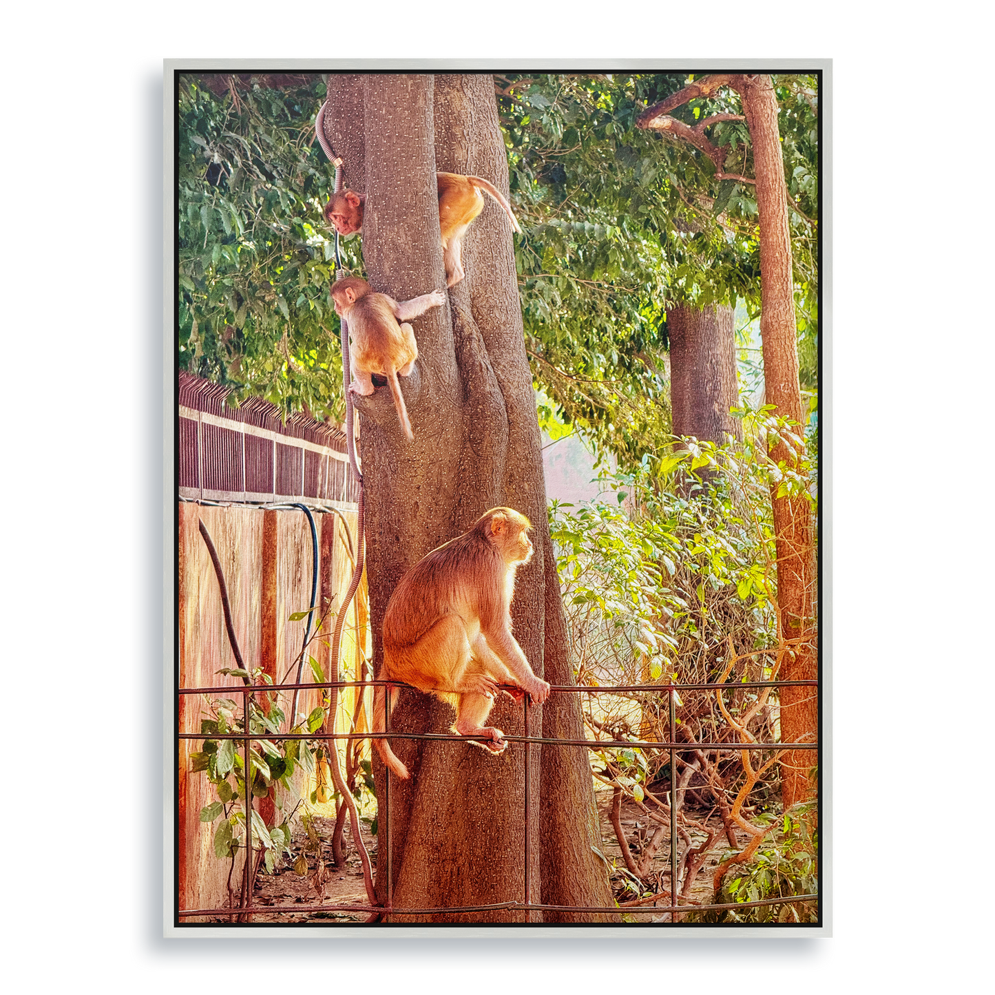Oh, to Be a Monkey! - Fine Art Print in Floating Frame