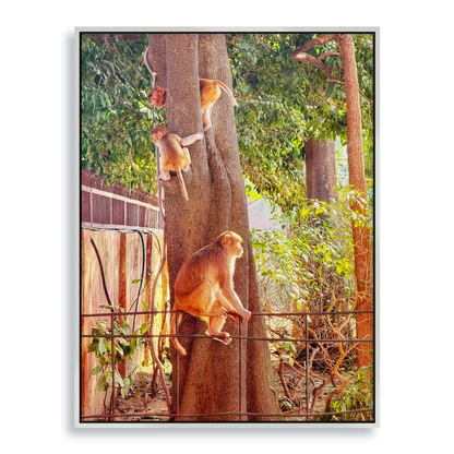 Oh, to Be a Monkey! - Fine Art Print in Floating Frame