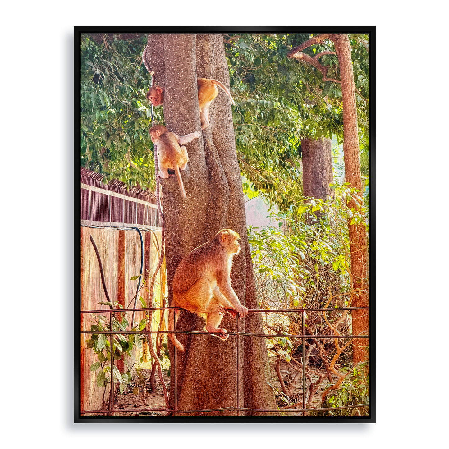 Oh, to Be a Monkey! - Fine Art Print in Floating Frame