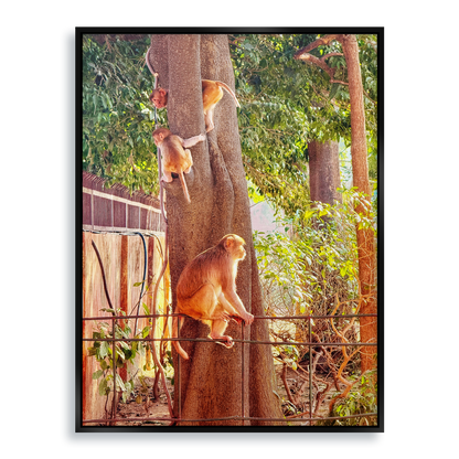 Oh, to Be a Monkey! - Fine Art Print in Floating Frame