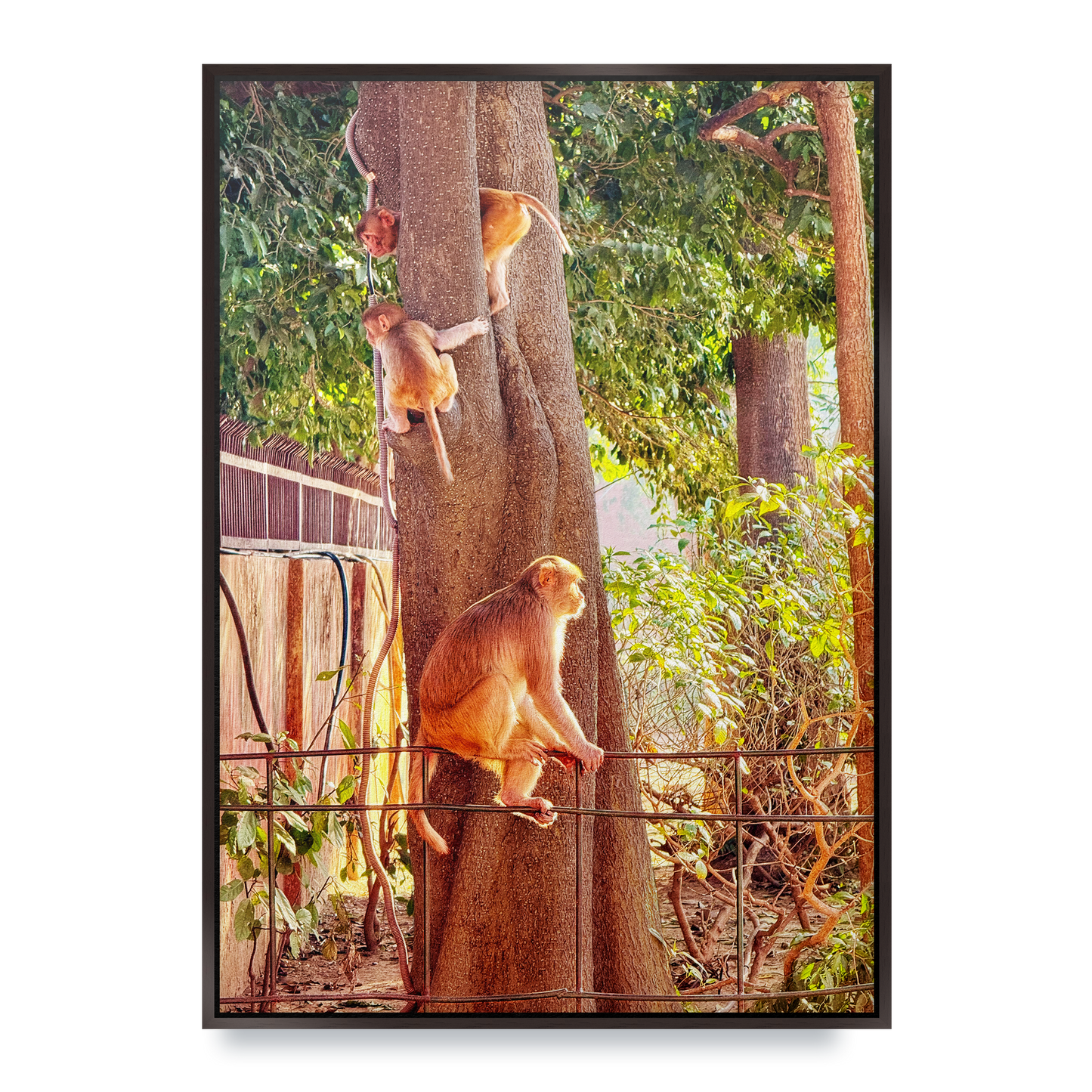 Oh, to Be a Monkey! - Fine Art Print in Floating Frame