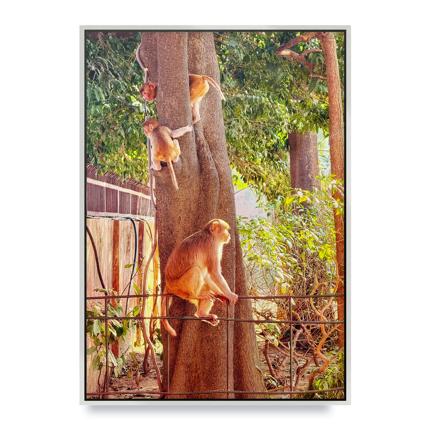 Oh, to Be a Monkey! - Fine Art Print in Floating Frame