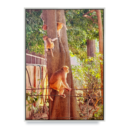 Oh, to Be a Monkey! - Fine Art Print in Floating Frame