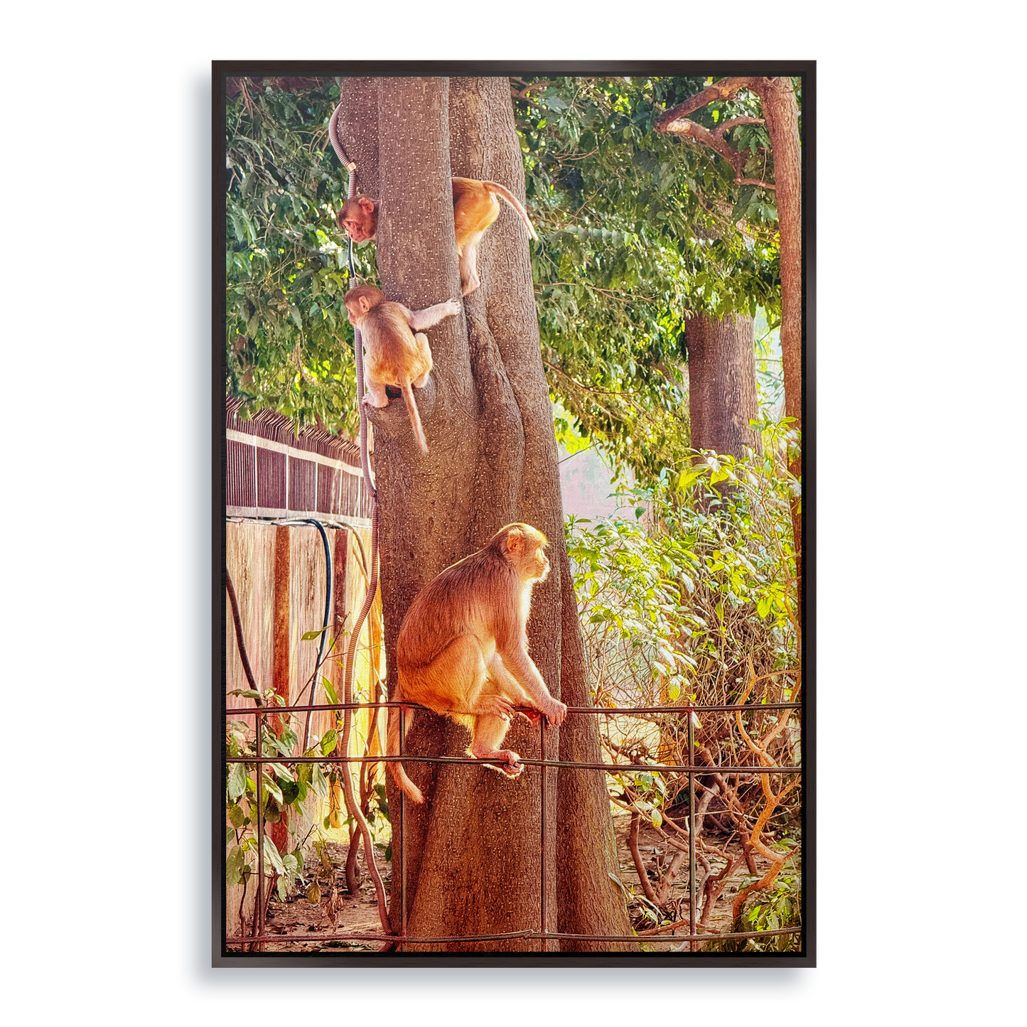 Oh, to Be a Monkey! - Fine Art Print in Floating Frame