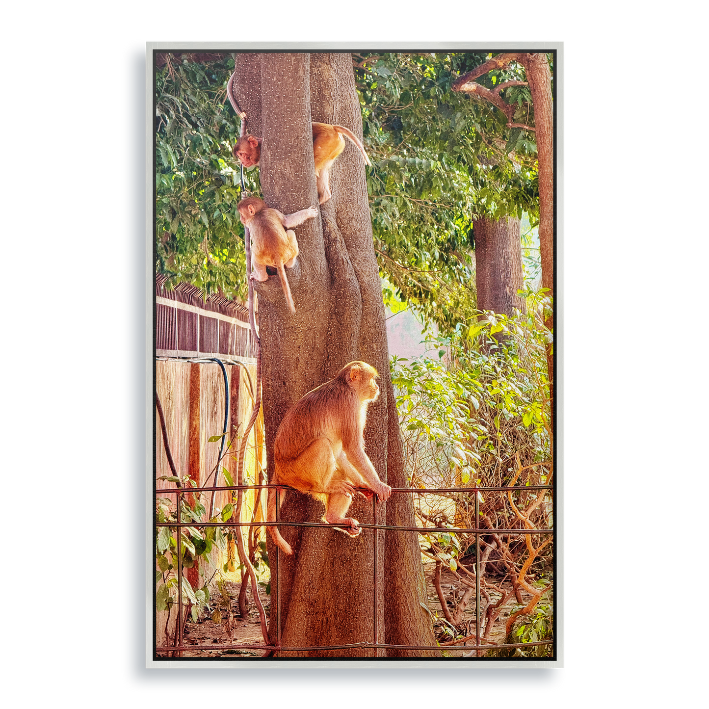 Oh, to Be a Monkey! - Fine Art Print in Floating Frame