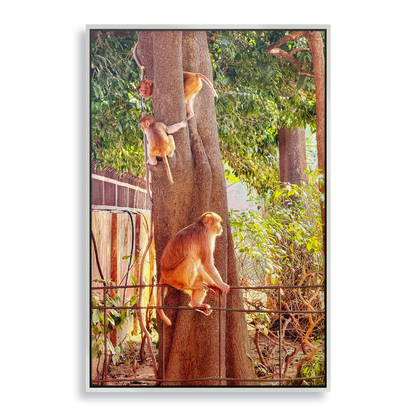Oh, to Be a Monkey! - Fine Art Print in Floating Frame