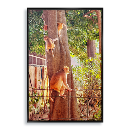 Oh, to Be a Monkey! - Fine Art Print in Floating Frame