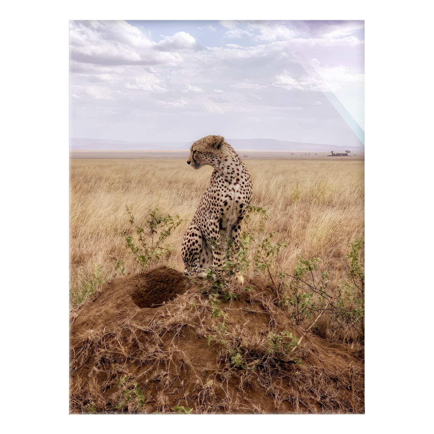 Cruel Suitor - Acrylic Print