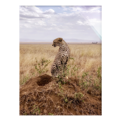 Cruel Suitor - Acrylic Print