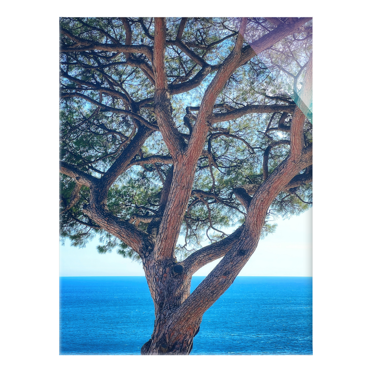 The Sentinel - Acrylic Print