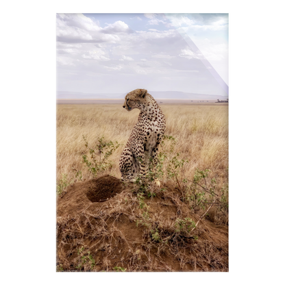 Cruel Suitor - Acrylic Print
