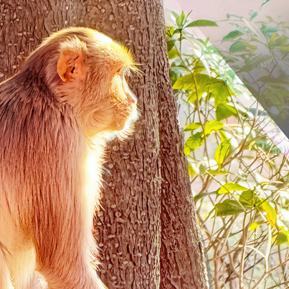 Oh, to Be a Monkey! - Acrylic Print