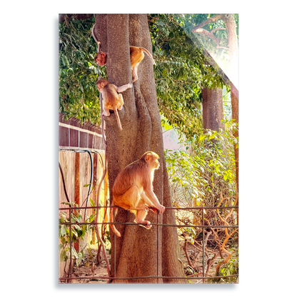 Oh, to Be a Monkey! - Acrylic Print