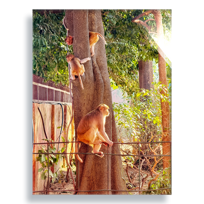 Oh, to Be a Monkey! - Acrylic Print