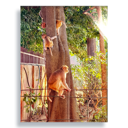 Oh, to Be a Monkey! - Acrylic Print