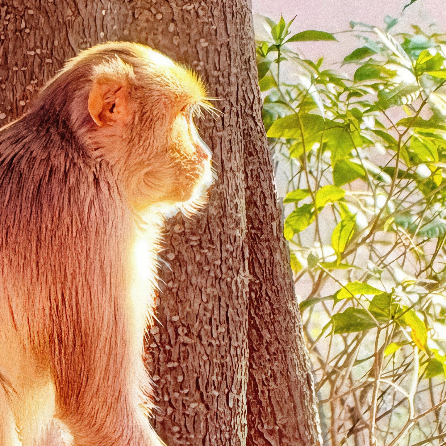 Oh, to Be a Monkey! - Aluminium Dibond Print