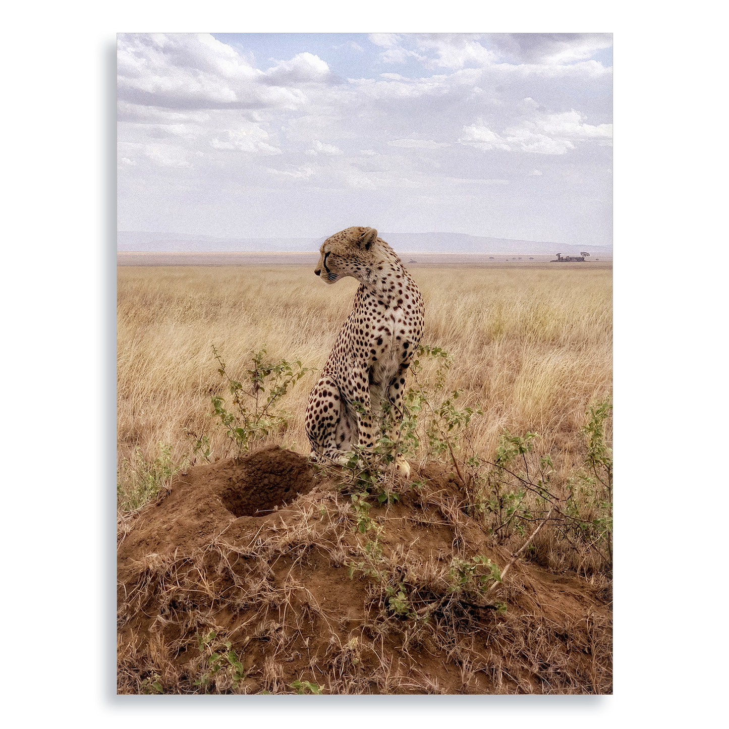 Cruel Suitor - Aluminium Dibond Print