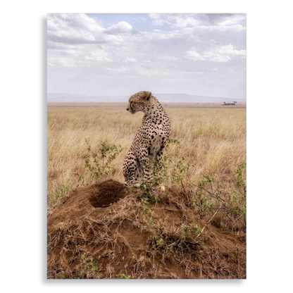 Cruel Suitor - Aluminium Dibond Print