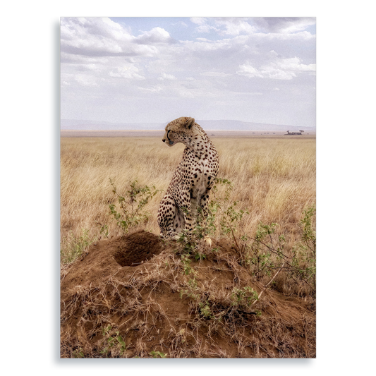 Cruel Suitor - Aluminium Dibond Print