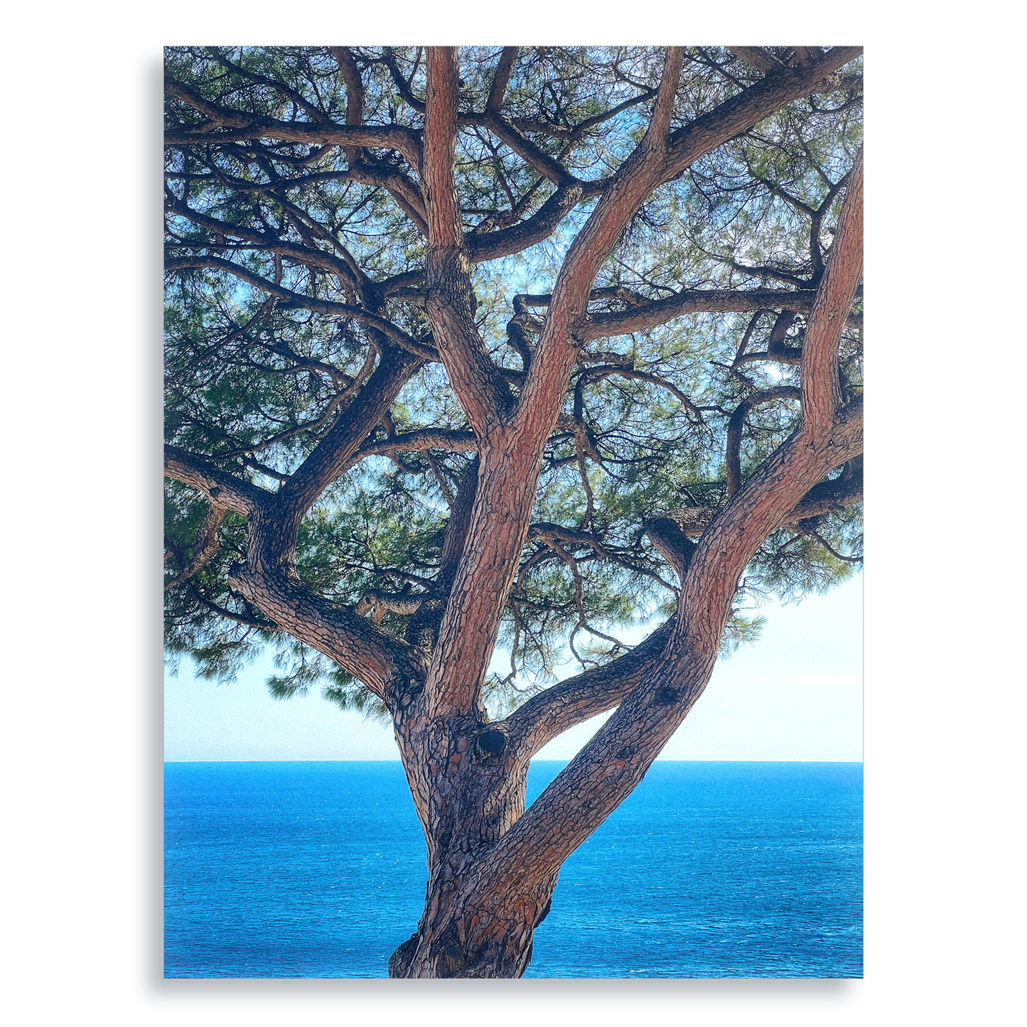 The Sentinel - Aluminium Dibond Print
