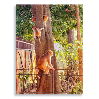 Oh, to Be a Monkey! - Aluminium Dibond Print
