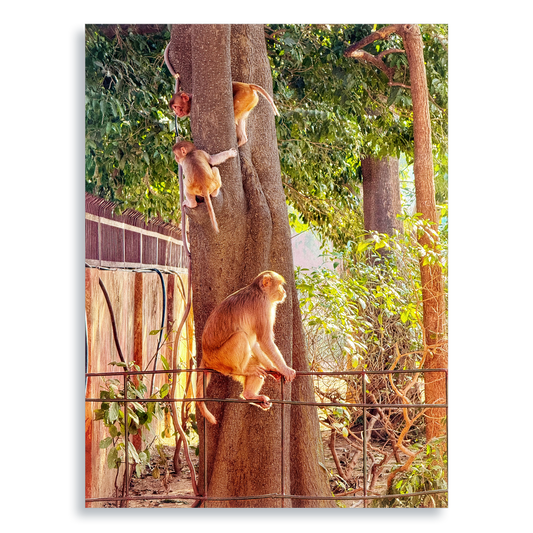 Oh, to Be a Monkey! - Aluminium Dibond Print