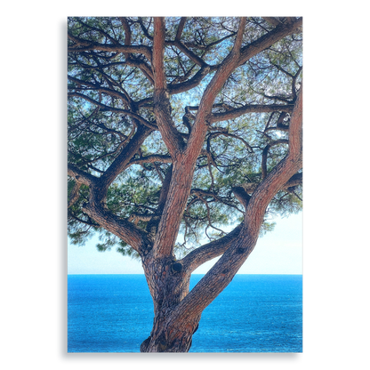 The Sentinel - Aluminium Dibond Print